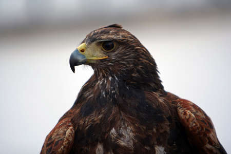 eagleの写真素材