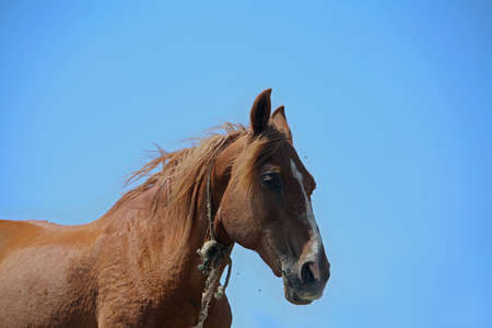 horseの写真素材