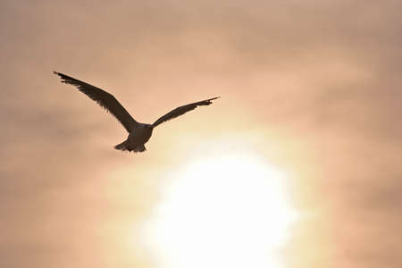 sunset seagull