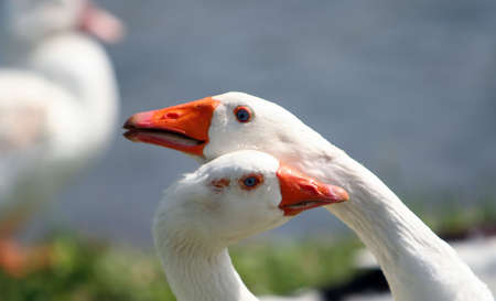 blue eyesの写真素材