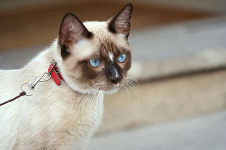 cat - harnessの写真素材