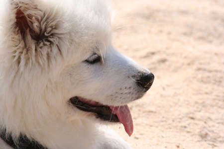 White Dogの写真素材