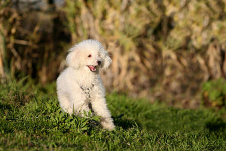Caniche dog runninig in the garden