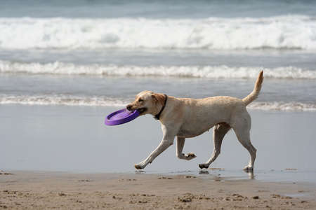 dog and disc in the beachの写真素材