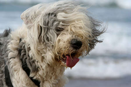 portrait of a sheepdog headの写真素材