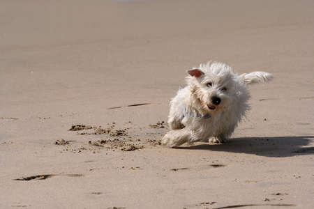 dog running in the beachの写真素材