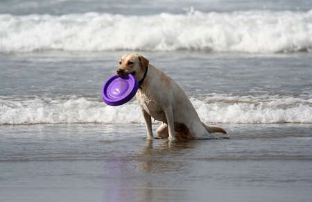 dog with disc in the mouthの写真素材