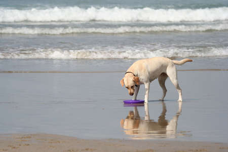 dog looking to the discの写真素材