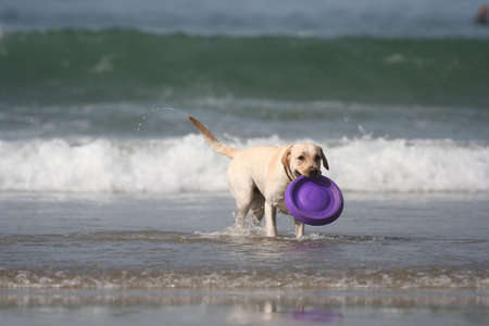 dog with disc in the seaの写真素材