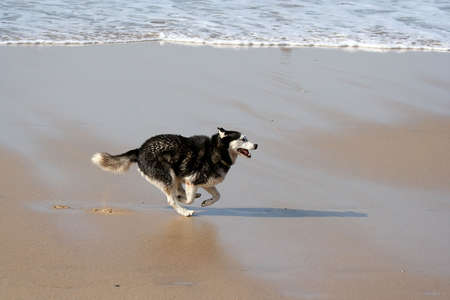 husky dog run in the beachの写真素材