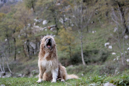 dog seated with open mouthの写真素材