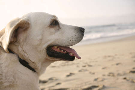 labrador dog in the beachの写真素材