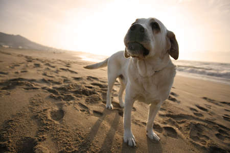 labrador dog in the beachの写真素材
