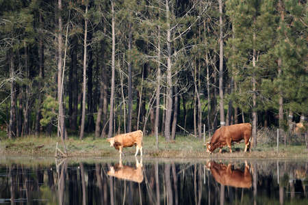 reflex of two cows in the waterの写真素材