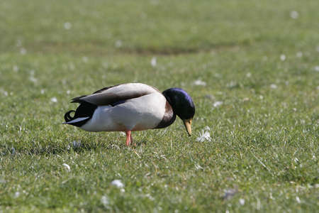 portrait of a duck in the grassの写真素材