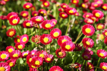 field of red flowers