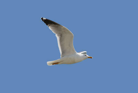seagull flying in a blue skyの写真素材