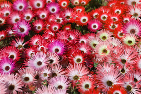 field of red and pink flowersの写真素材