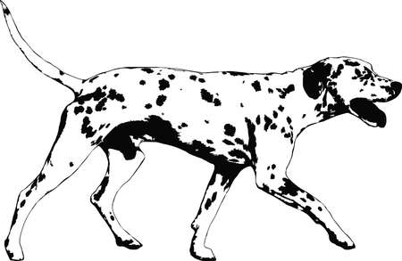 illustration of a dalmatian dogのイラスト素材