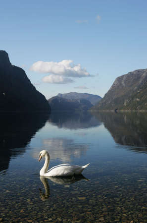 swan in Frafjord - norwayの写真素材