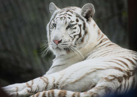 portrait of a white tigerの写真素材