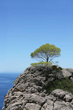tree on top of the mountain with clear skyの写真素材