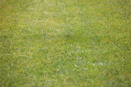 background made of green grassの写真素材