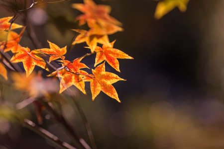 Colorful autumn leaves