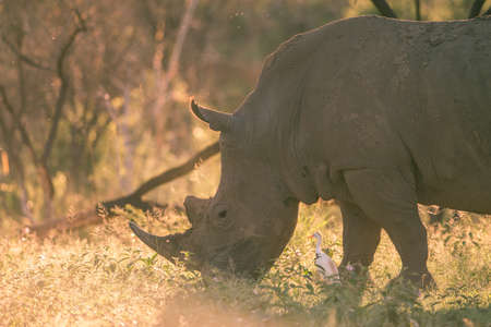 A grazing rhino backlit by the sunの写真素材