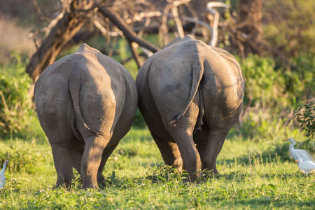 Two white rhinos walking next to each other with their backside towards usの写真素材