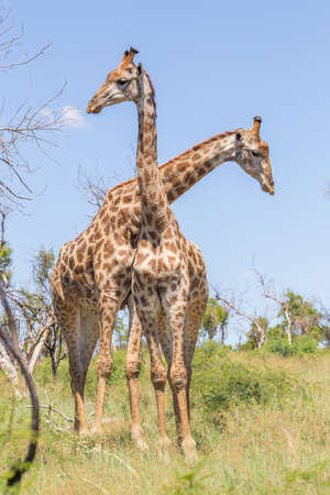 Two giraffes with their necks crossedの写真素材
