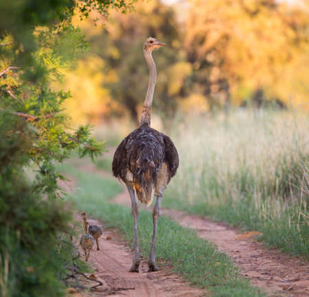A mother ostrich walking down the road with her chicks followingの写真素材
