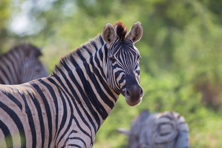 A portrait of a zebra looking over its shoulderの写真素材
