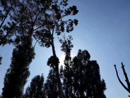 Sunlight between the treesの素材