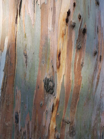 Trunk of a tree, textured backgroundの素材