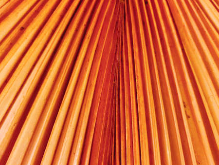 Dry palm leaf in orange colors for decoration