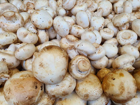lot of mushrooms in a market, background and textureの写真素材