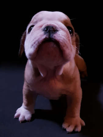 white haired bulldog puppy dog with light brownの写真素材