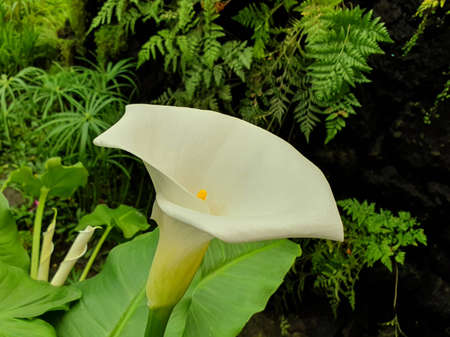white calla flower in a garden in spring seasonの写真素材