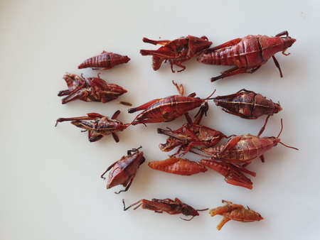 dried red grasshopper for snack food, typical food of Oaxaca, Mexicoの写真素材