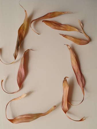 dried leaves of plant on light brown backgroundの写真素材