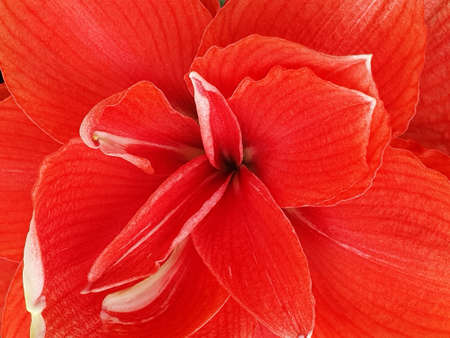 approach to red lily flower in spring season, background and textureの写真素材