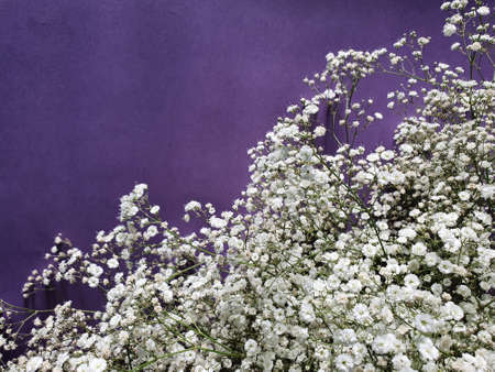 foliage with small white flowers to decorate flower arrangements and purple background