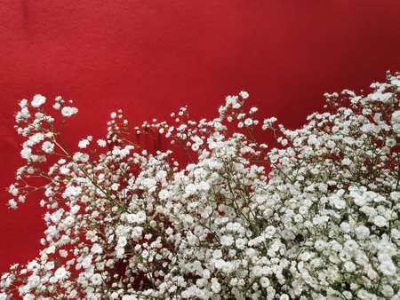 foliage with small white flowers to decorate flower arrangements and red background