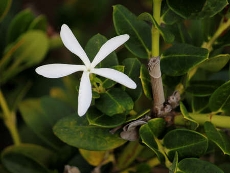 white jasmine flower in spring season decorating a garden