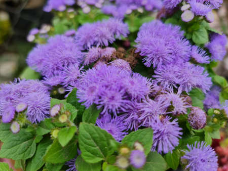 approach to small purple flowers of temperate climate in summer seasonの写真素材