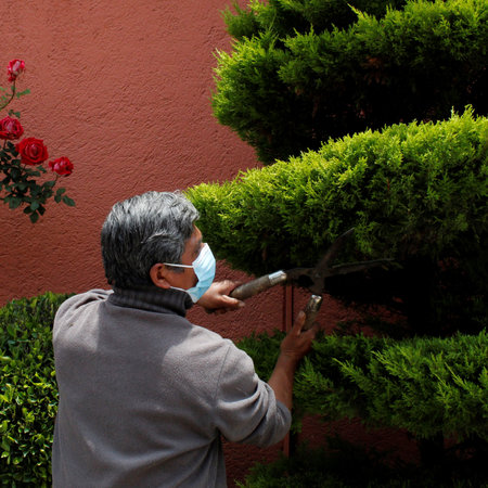 adult man pruning and shaping the tree with gardening shears and wearing a maskの写真素材