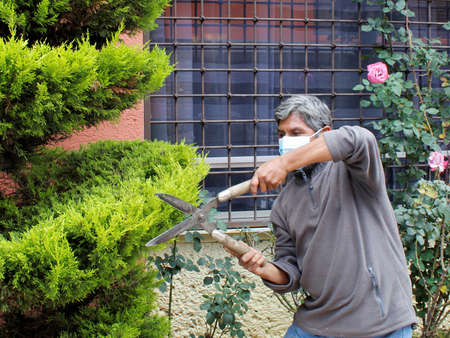 adult man pruning and shaping the tree with gardening shears and wearing a mask