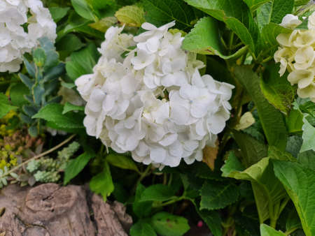 natural white hydrangea flower in a garden in summer season
