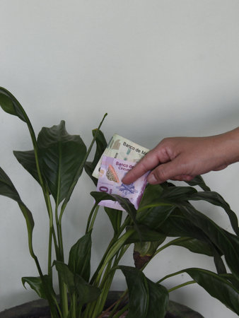 hand of a woman holding mexican banknotes near the green leaves of a plant